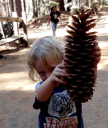 Foto: Kind mit großem Sequoiazapfen